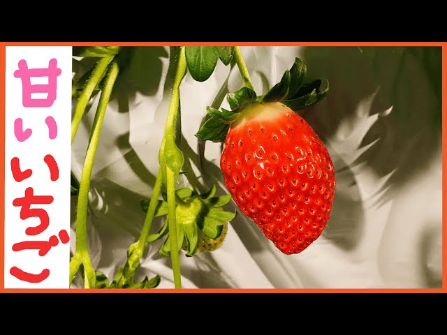 いちご狩り必見！】”完熟いちごの見分け方”【3つ】を現役いちご農家が