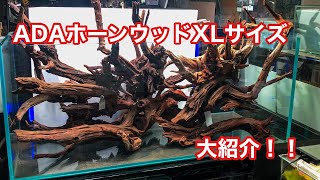 ADAホーンウッドのXLサイズを紹介します！ - YouTube