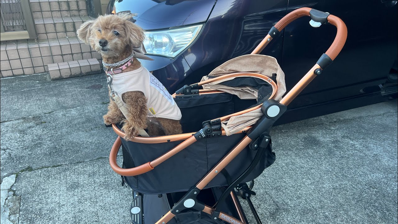 SKISOPGOのペットカートを購入しました - YouTube