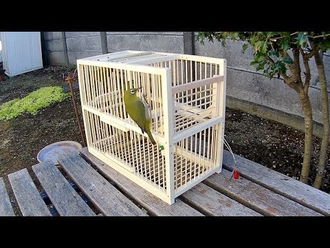 🔴メジロが次々と入る【魔法の鳥籠 】Non stop automatic repeating