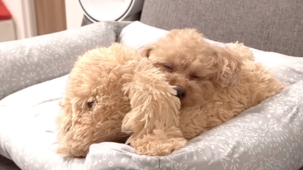ニトリのNクールベッドでダメになるトイプードル - YouTube