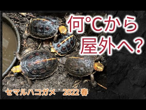Spring! Time to let indoor turtles outside! Kamezo☆Channel 73rd