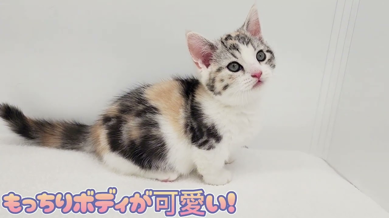 マンチカン 】短足ムチっとボディの愛嬌たっぷり甘えん坊マンチカン入