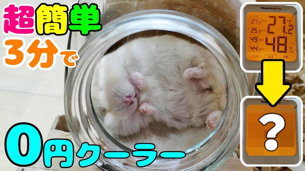 ハムスター 暑さ対策 冷房 節電