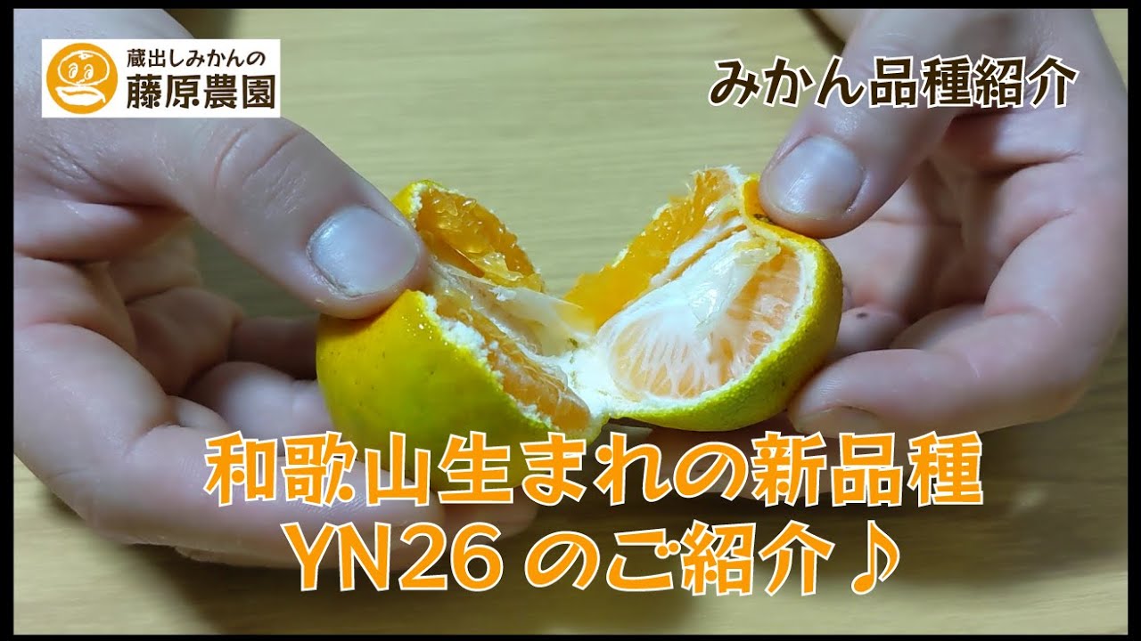 YN26（和歌山生まれのみかんの有望品種）の紹介。YN26の味わいや特徴を