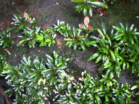 Bucephalandra sp from Sanggau Utara1 - YouTube
