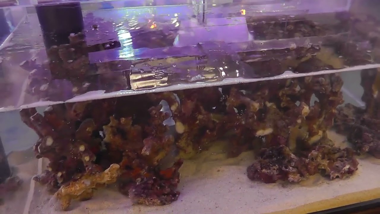 0510 2部制！待望の枝状ライブロック入荷！② - YouTube