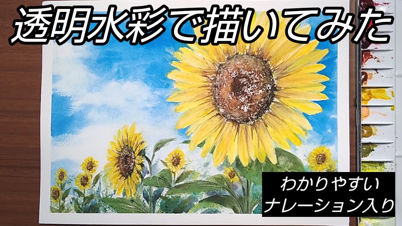 Watercolor painting]/How to draw a sunflower with transparent