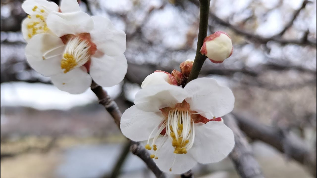 紅梅と早咲きが満開！】2025年3月4日越生梅林開花情報 - YouTube