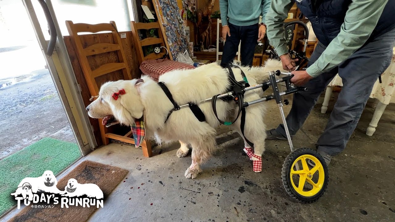 犬用車椅子をオーダーメイドしてきたルンルンです Great Pyrenees