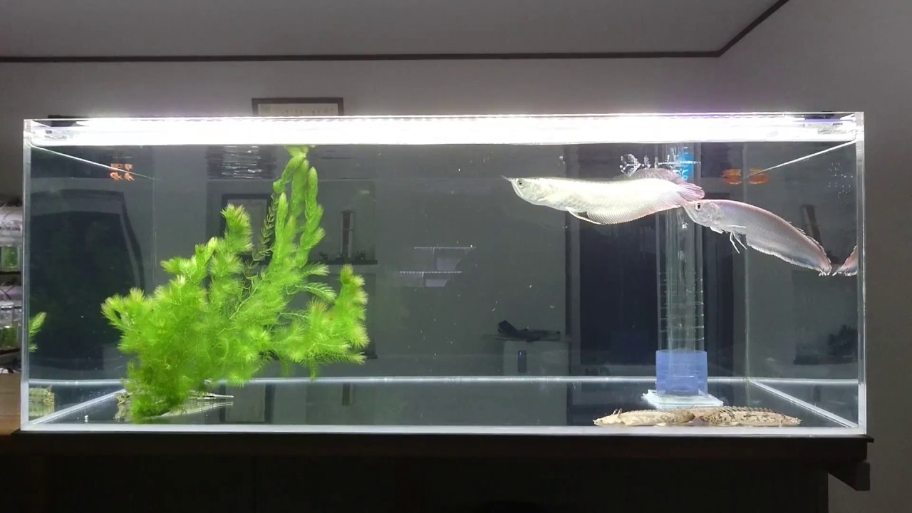 アクリル水槽 1200×600×450 上部濾過 キャビネット セット 1200