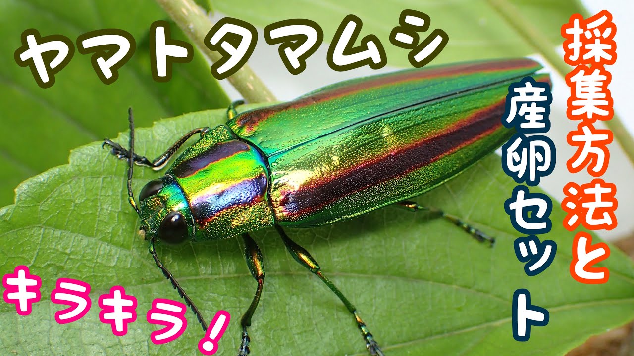 I collected jewel beetles and made an egg-laying set [Insect