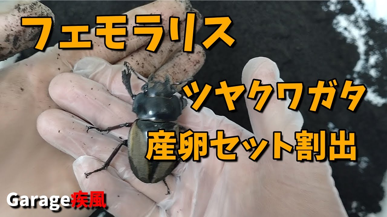 フェモラリスツヤクワガタ 原名亜種 産卵セット割出 - YouTube