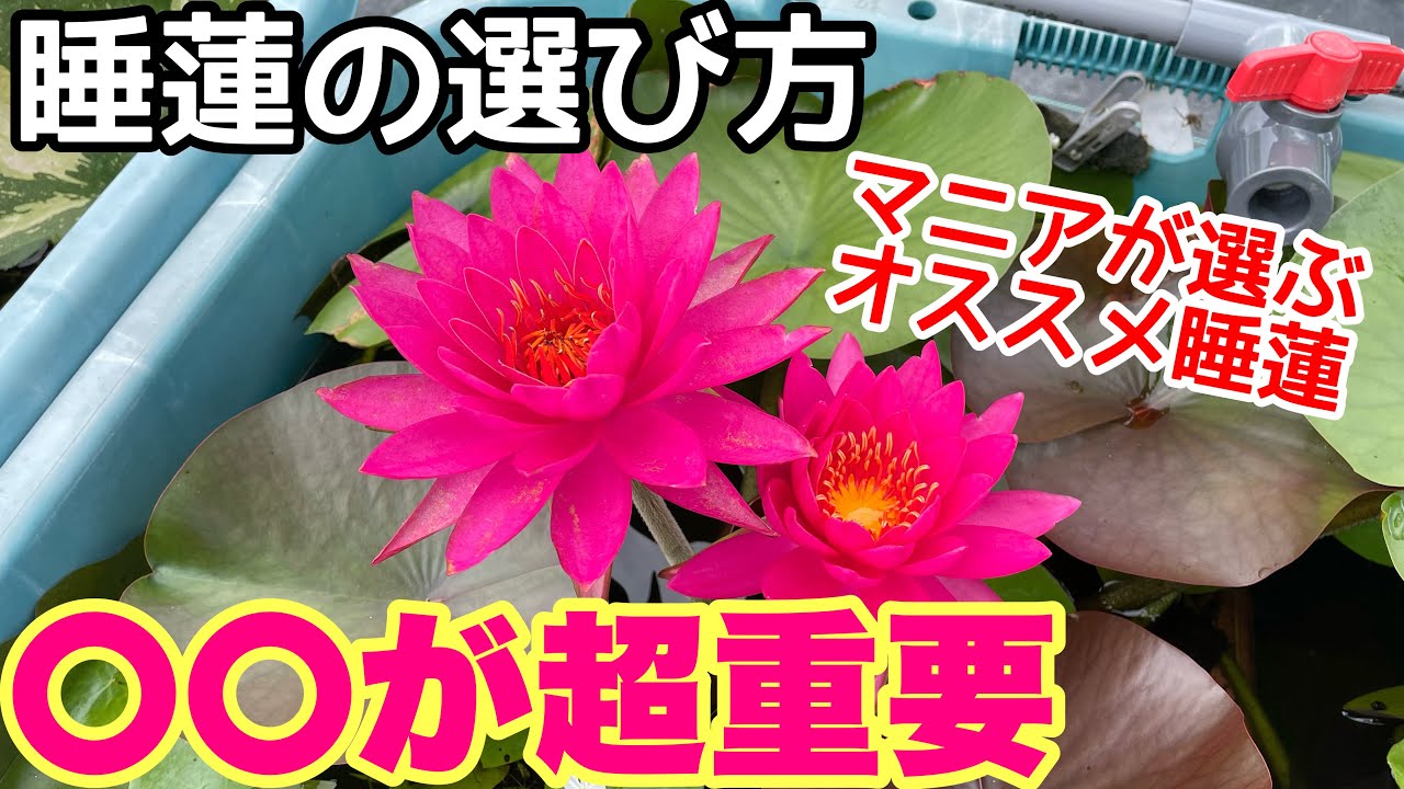 オデッセイモールド ウォーターリリー 睡蓮 オデッセイモールド