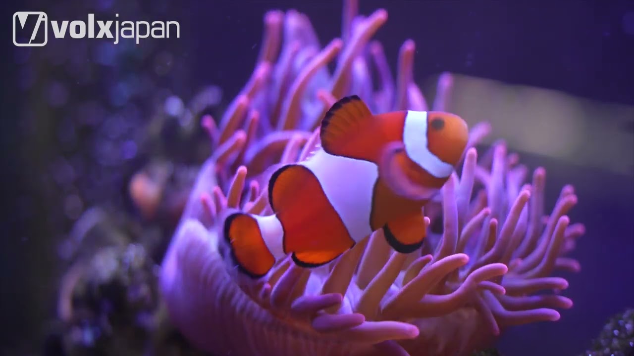 カクレクマノミ ボルクスジャパン ラボ内の60cm海水水槽 - YouTube