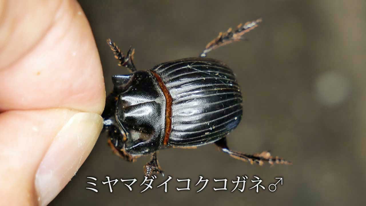 ミヤマダイコク】【ゴホンダイコク】蛾が採れずに糞虫DAY！2020年9月16