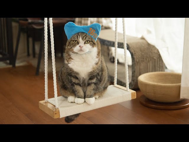 まるです16。-I am Maru 16.- - YouTube