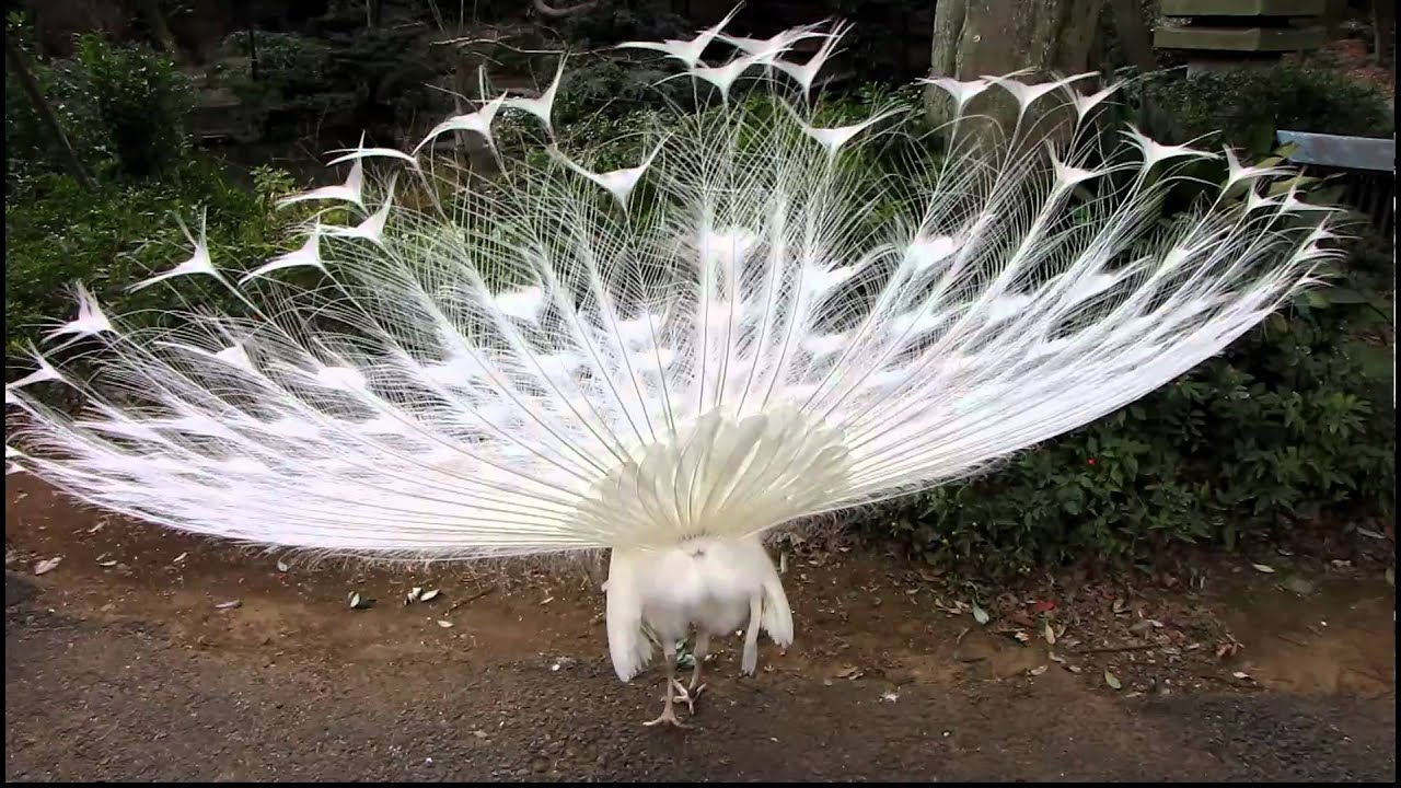 White Peacock in Nogeyama zoo - 野毛山の白い孔雀 - YouTube