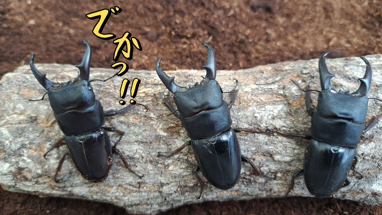 A newly hatched Japanese stag beetle is dug up! Will it break the