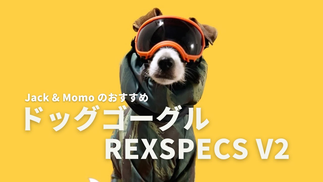 Jack & Momo のおすすめ『REXSPECS v2 ドッグゴーグル』 - YouTube