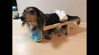 歩けないワンちゃんに歩く喜びを。犬用歩行器の簡単な作り方。 - YouTube
