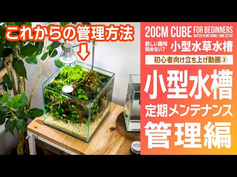 20cm small aquarium tank, how to do regular maintenance after