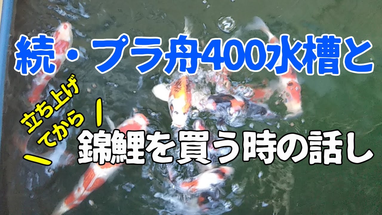 錦鯉プラ舟400水槽 2019.6.12 鯉を買う時の話し - YouTube
