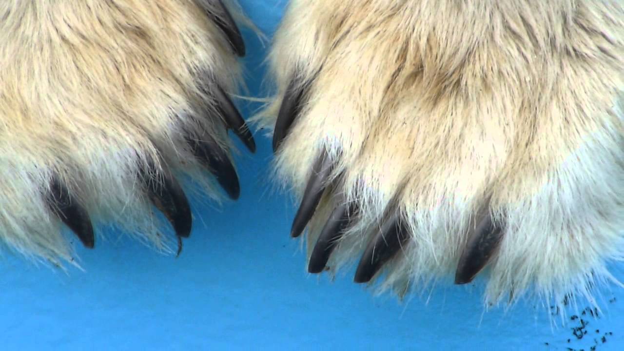 シロクマ 爪 ホッキョクグマ 熊の爪 ベアクロー 剥製