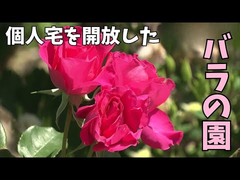 バラ売り可、コメ見て バラ売り可能 バラ売り可、コメ見て バラ売り