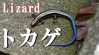 トカゲ】なぜ尻尾はブルー ？ ニホントカゲ の幼体 Eumeces japonicus
