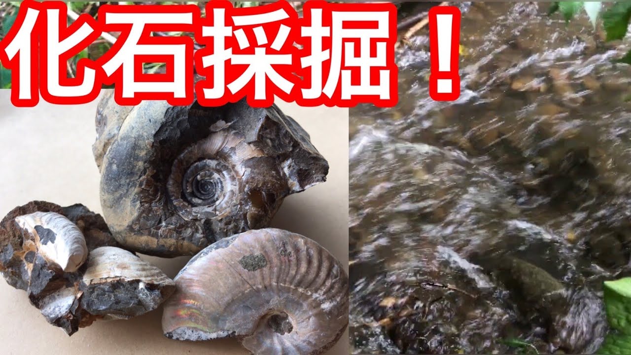 化石採掘❗採掘方法、ルートもご案内します 北海道の素晴らしい
