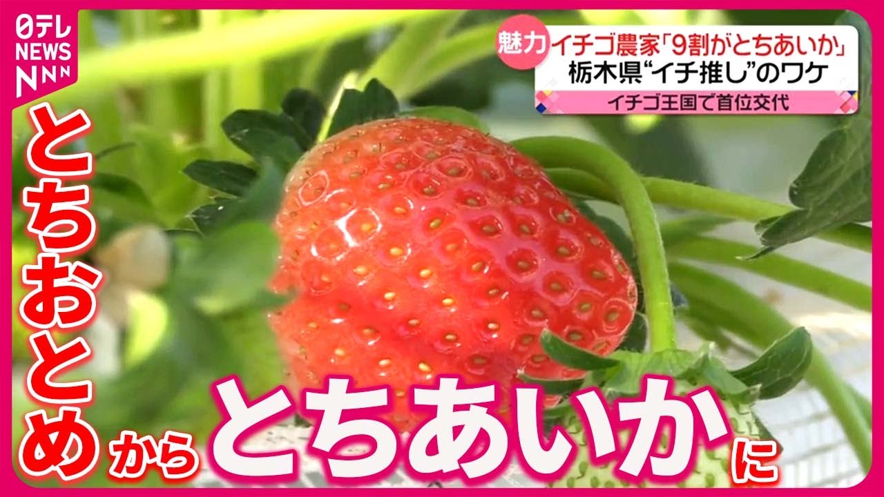 イチゴ王国”で首位交代】「とちあいか」作付面積トップに 青森のリンゴ