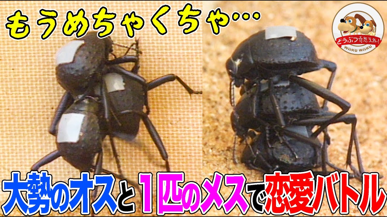 砂漠の恋愛バトル】常に繁殖期のゴミムシダマシを大量のオスと1匹の