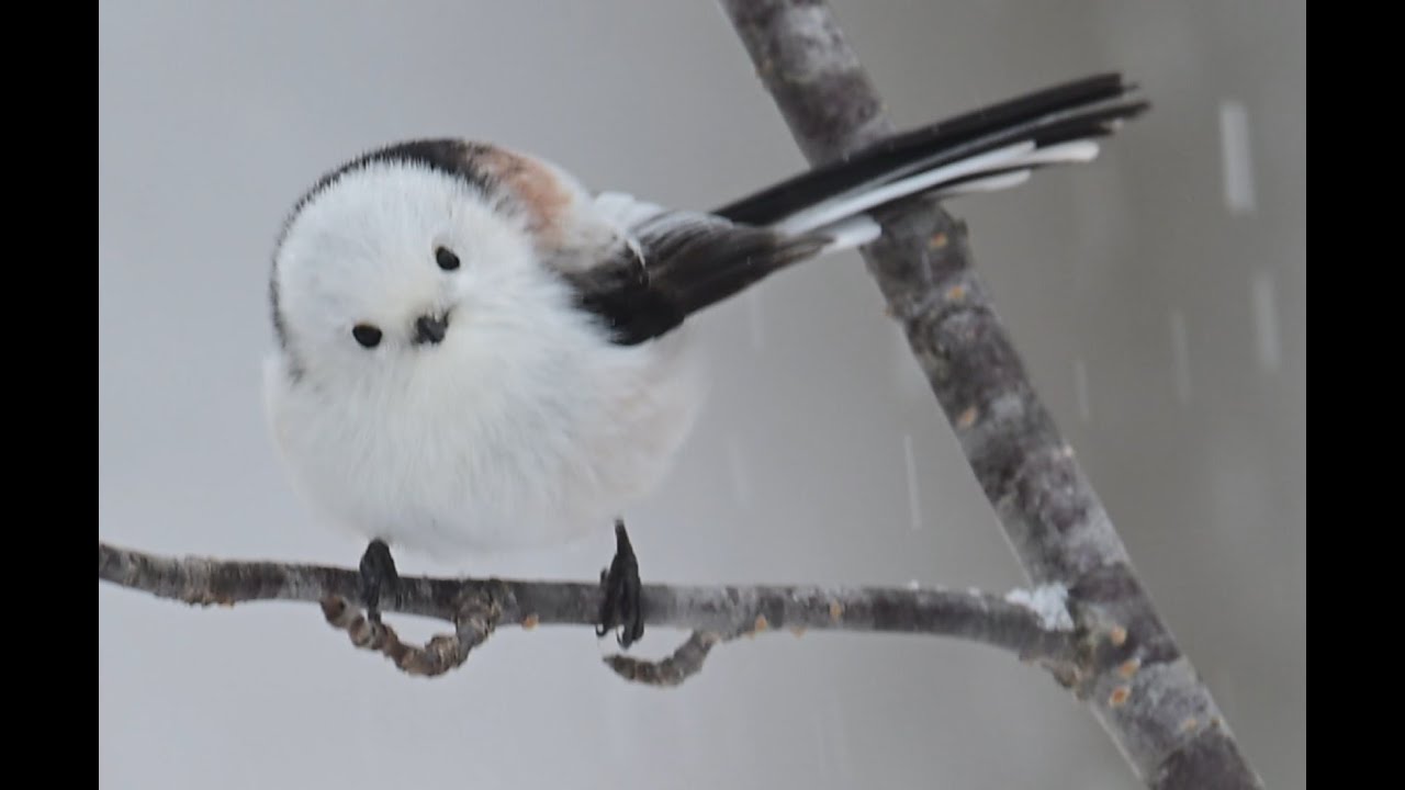 草むらから歩いてたらいきなり出てきた伝説のシマエナガ 草むらから