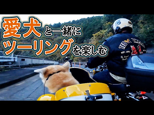 Feeling refreshed! Driving in a sidecar with your dog - YouTube