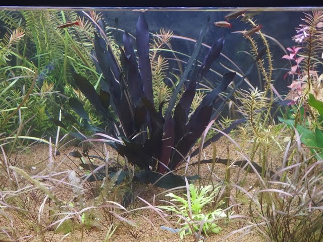 Echinodorus horemanii Bloodred(エキノドルス ホレマニー ブラッド