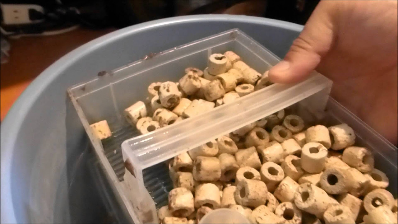 外部フィルター コトブキ「パワーボックスSV9000」の掃除 金魚