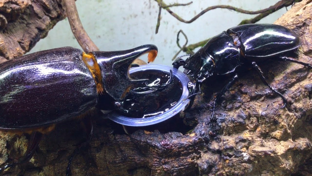 ネプチューンオオカブト タランドゥスツヤクワガタ アダー完結編