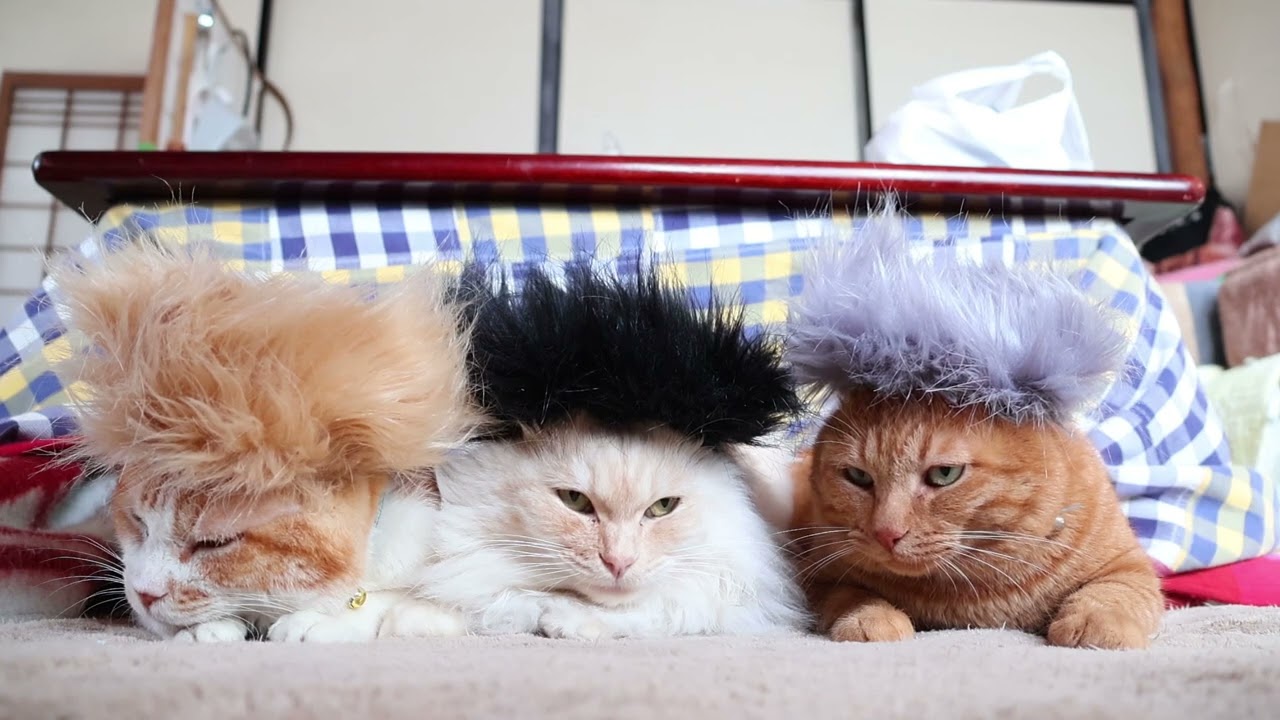 モヒカンねこ Mohawk cat 230220 - YouTube