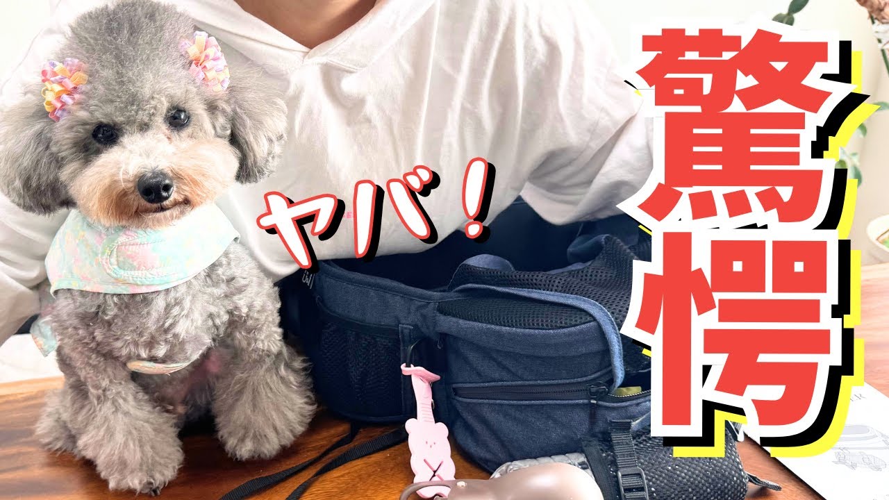 Nu-i Dog Carrier (ヌーイ ドッグキャリア) Dog Carrier(ドッグ