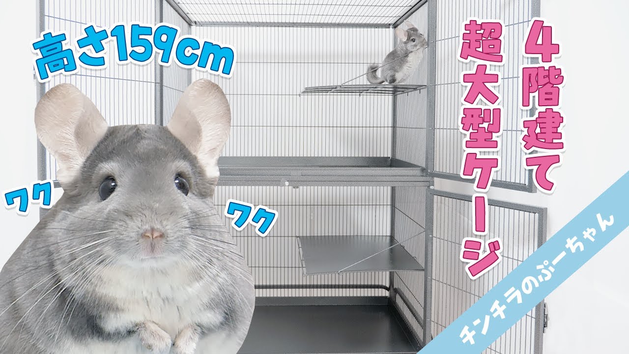 I bought a super-sized cage for my chinchilla, which is 159cm tall