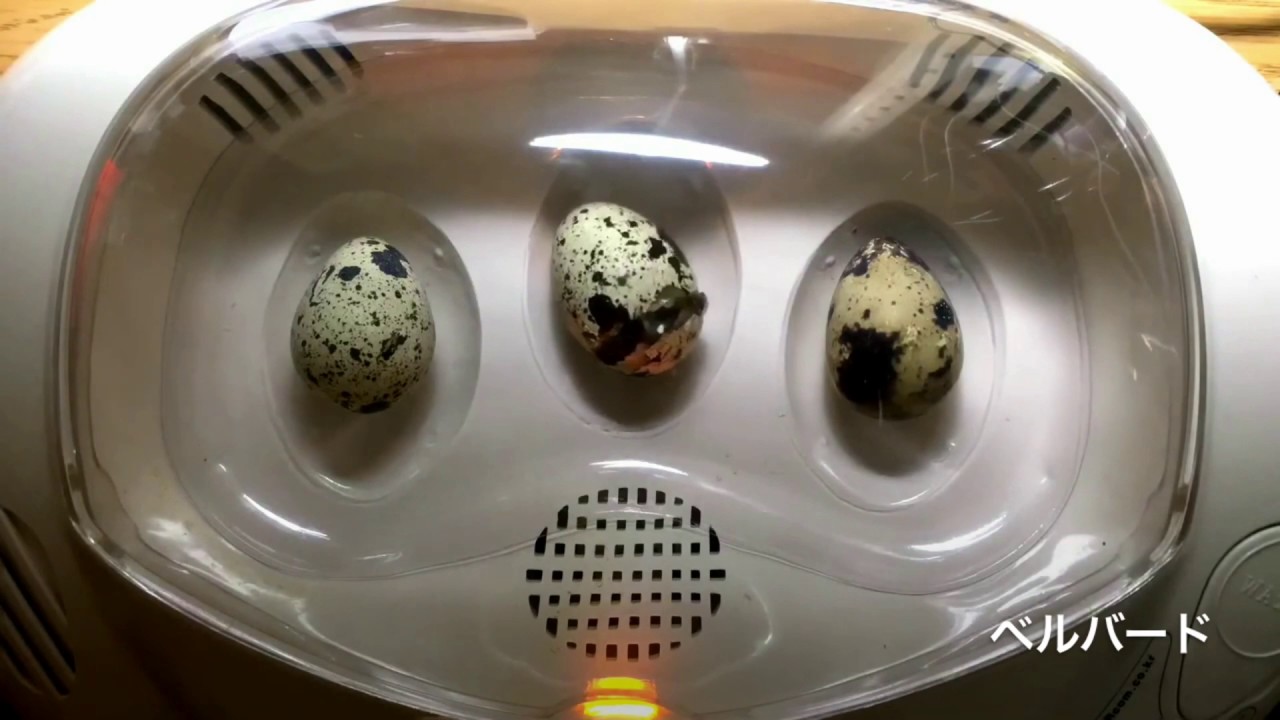 リトルママ小型自動孵卵器でのうずらの孵化の瞬間 - YouTube