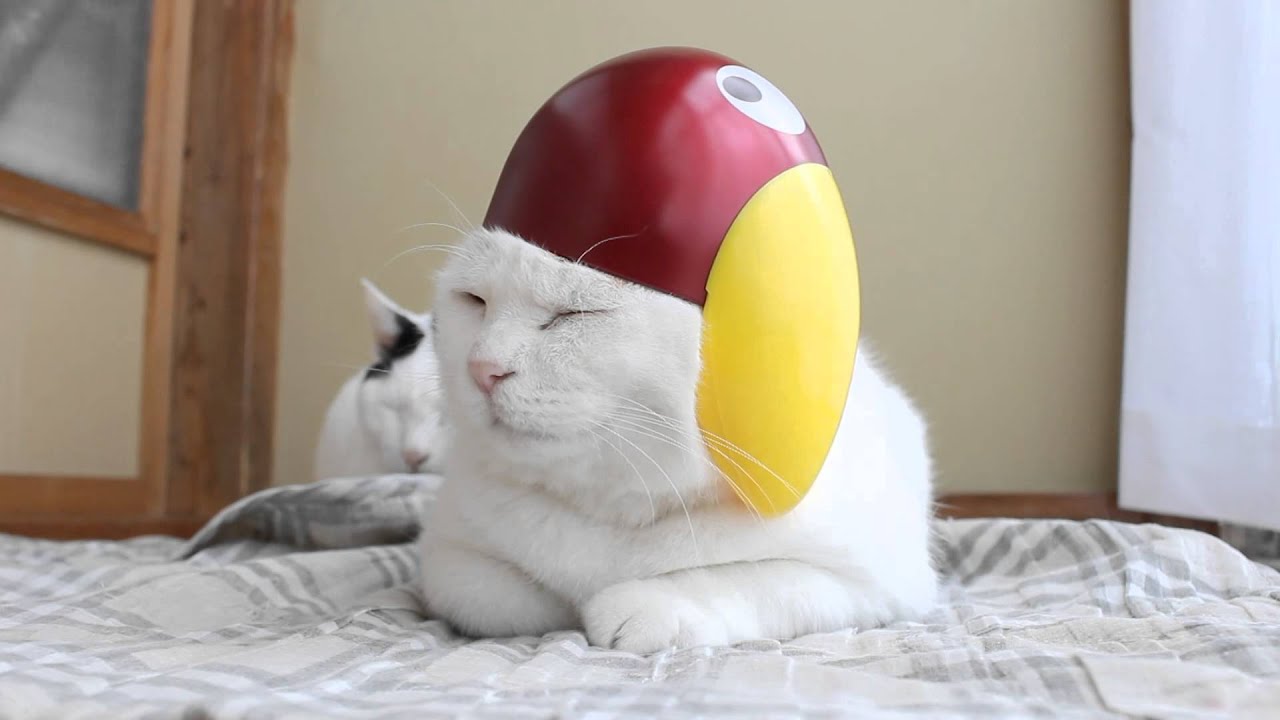 のせ猫 x キョロちゃん帽子 Kyoro-chan - YouTube