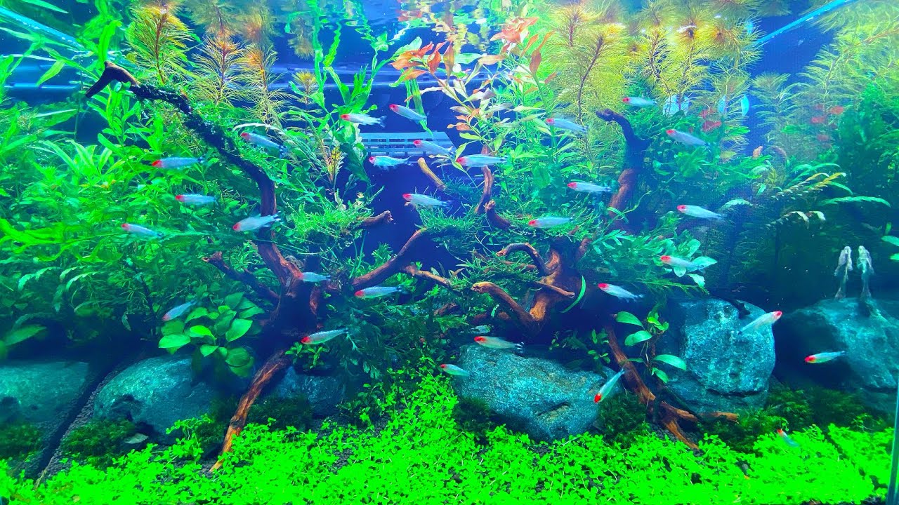 月末限定特価！アクアリウム向け 特大塊根ブランチウッド流木2個 約60