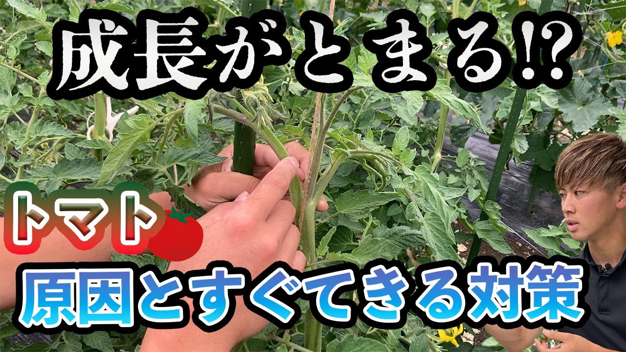 Tomatoes] Have you noticed that the core is stuck? We explain the