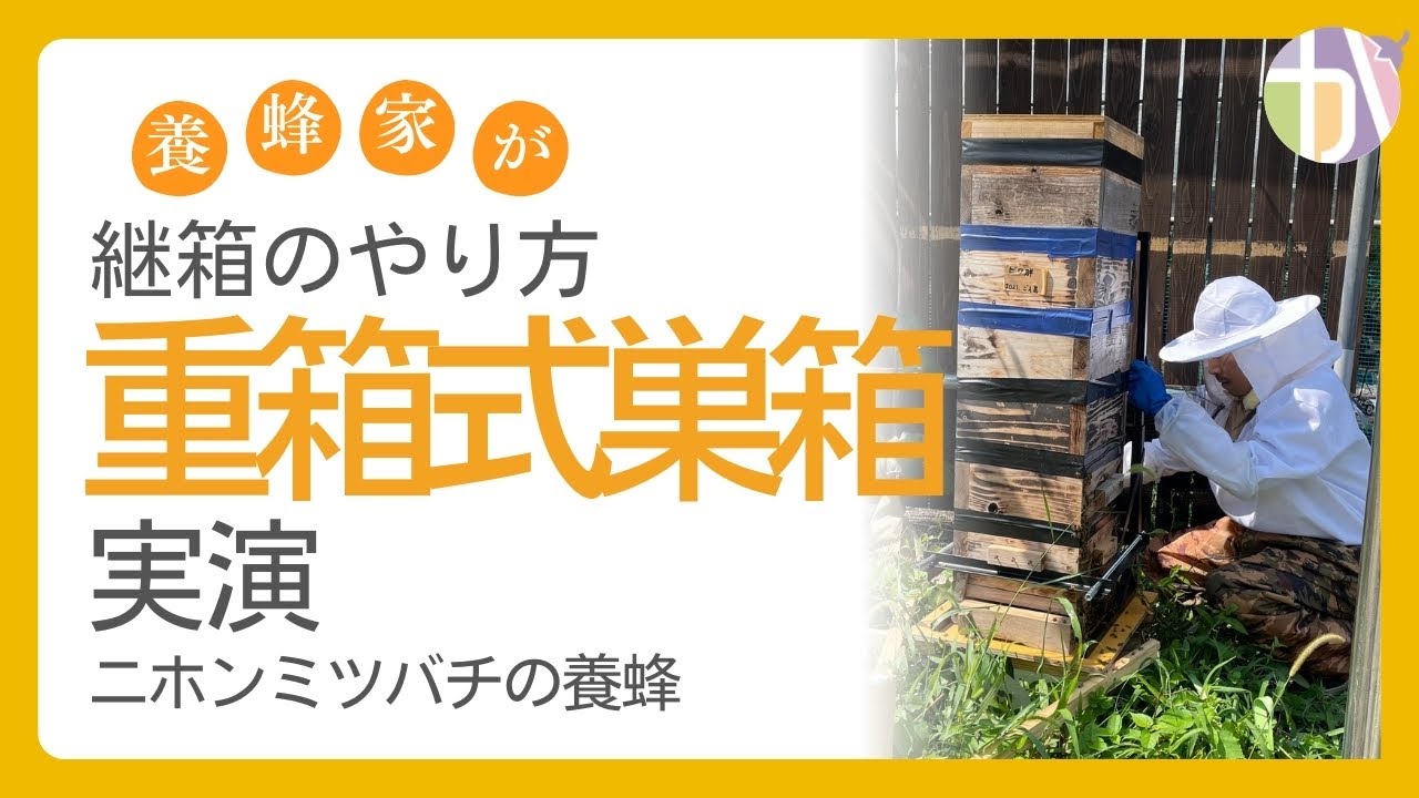 箱を増やします】重箱式巣箱の継箱のやり方｜ニホンミツバチの養蜂