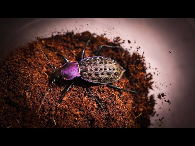 カブリモドキ飼育のすヽめ-長期飼育も簡単・スキンシップもとりやすい