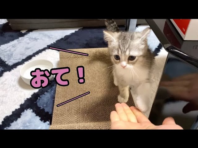 初めてお手をマスターした子猫…！【スコティッシュフォールド】 - YouTube