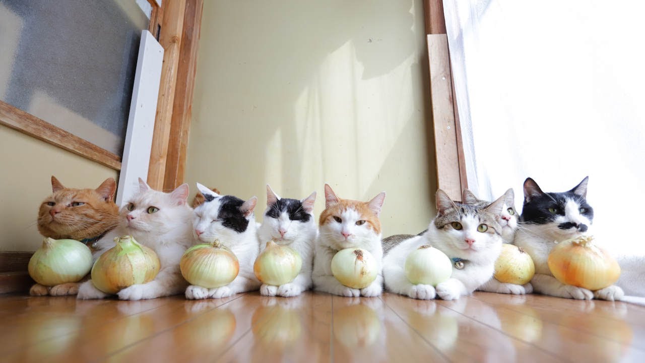 玉ねぎのせた8匹の猫 230805 - YouTube