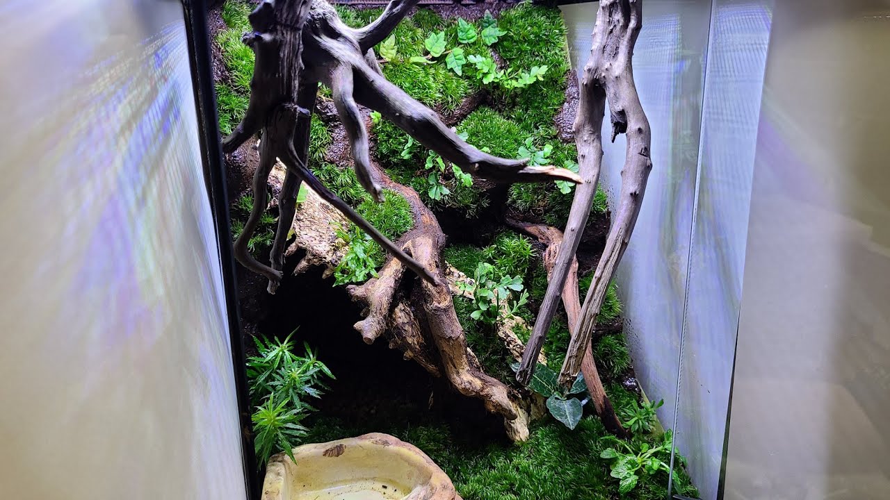 LIVE】イモリウムの作り方【応用知識編】20×20×30cm Newt vivarium
